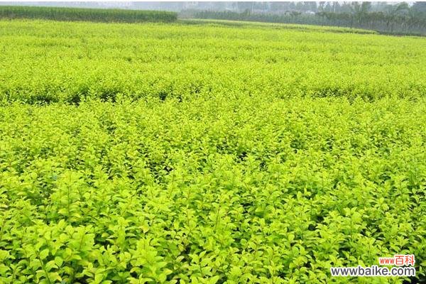探讨大叶女贞在风水中的重要性与布置技巧 大叶女贞的风水寓意与摆放位置