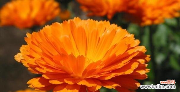 探索爱情与自然的奇妙联系 爱情花语