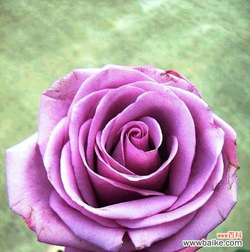 探索自我与世界的边界 傲慢高傲的花