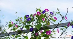 代表坚持与勇气的花朵——凤仙花 不放弃的坚强花朵