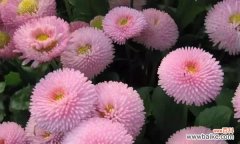 以代表不再爱的花为主题的故事 花谢之时，爱也不再