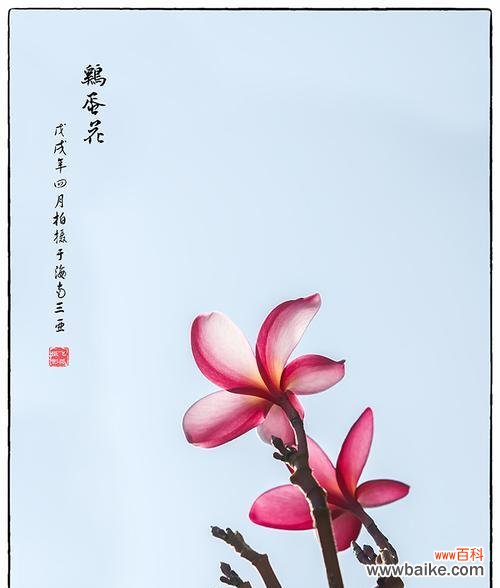 鸡蛋花的寓意是什么?