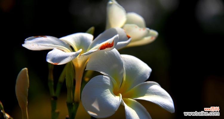 鸡蛋花的寓意是什么?