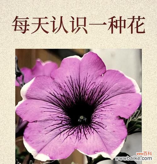 哪种花的花语是乐观自由?它象征着什么?