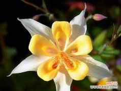 哪种花的花语是乐观自由？它象征着什么？