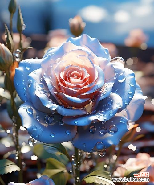 象征永恒的花有哪些？