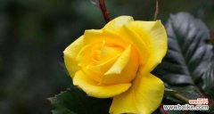 象征永恒的花有哪些？