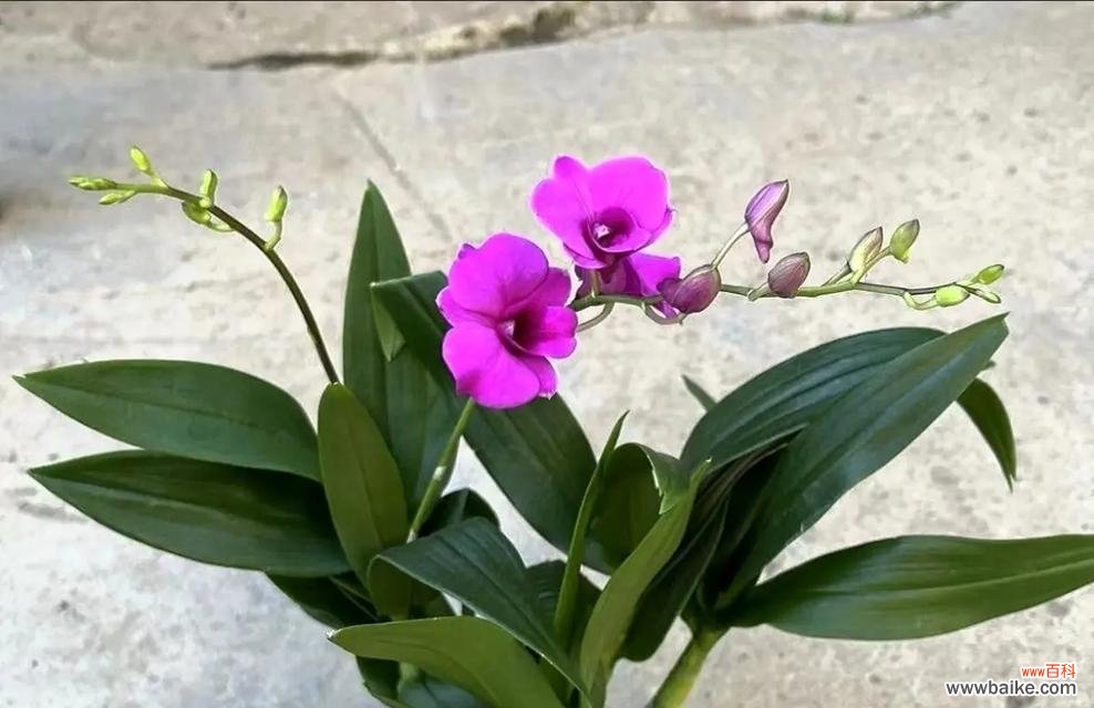 香水石斛的花语是什么？它在花语文化中有哪些特别之处？