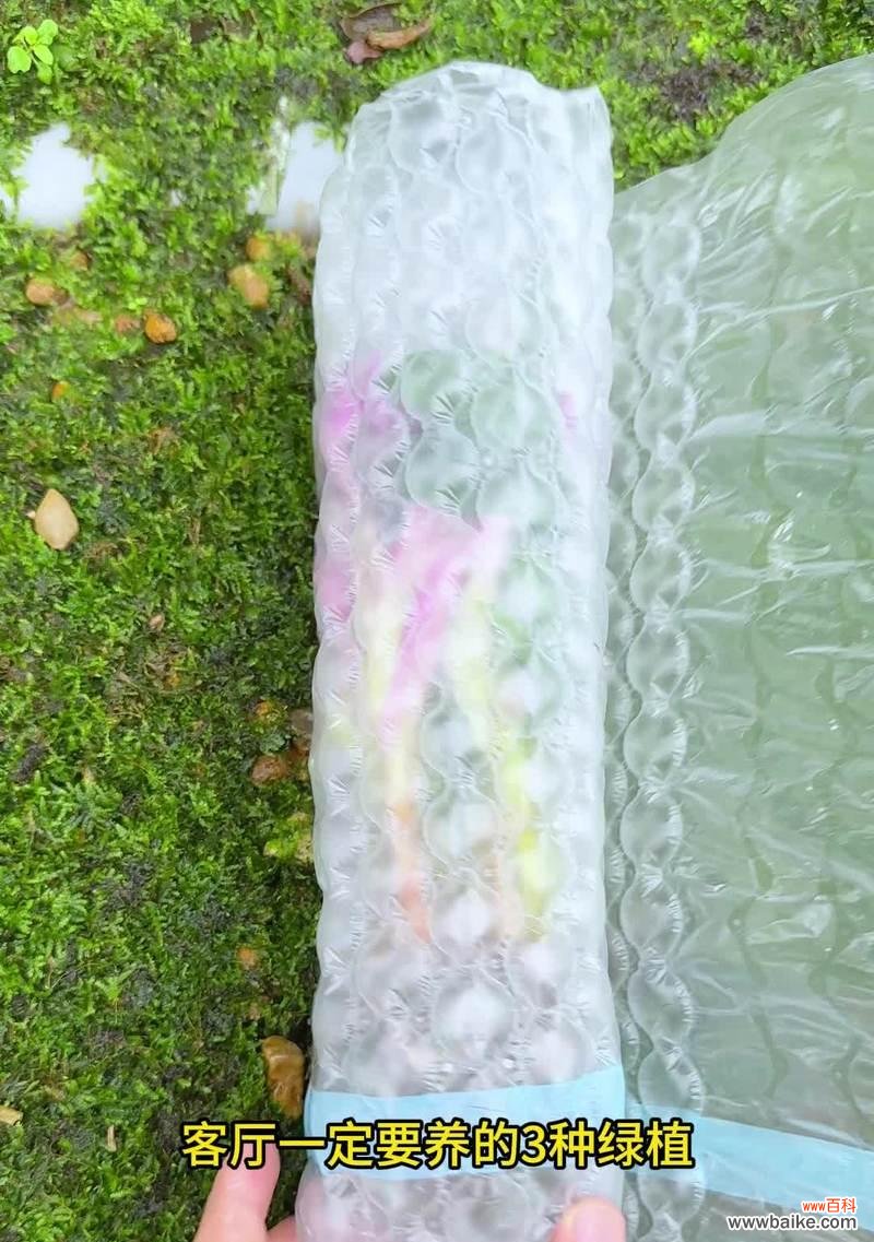 香水石斛的花语是什么？它在花语文化中有哪些特别之处？