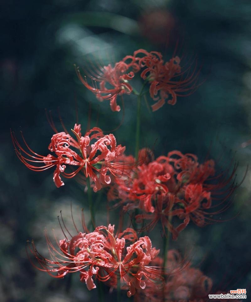 阴历8月是什么花语呢？阴历8月的花语代表什么？