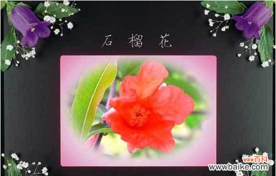 阴历8月是什么花语呢？阴历8月的花语代表什么？