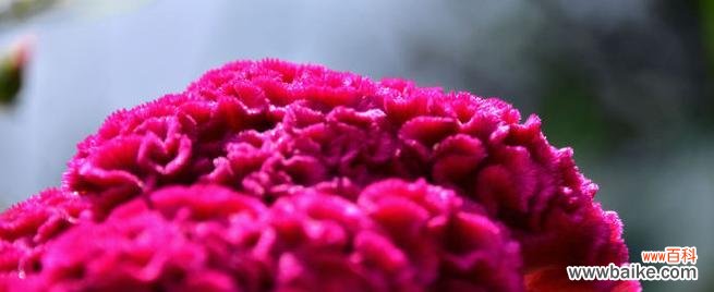 哪种花象征美好恋情?