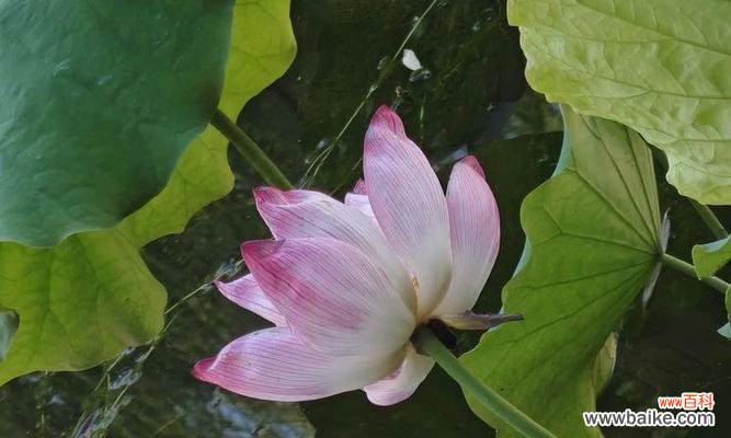 哪种花象征美好恋情?