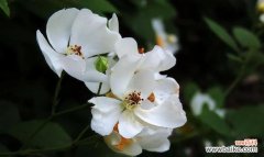 荼蘼花语的象征是什么呢？荼蘼花有哪些特别的含义？