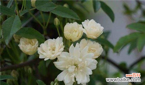 荼蘼花语的象征是什么呢？荼蘼花有哪些特别的含义？