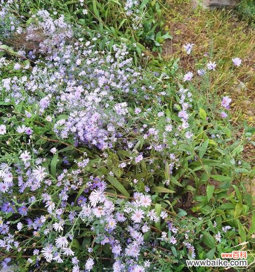 荼蘼花语的象征是什么呢？荼蘼花有哪些特别的含义？