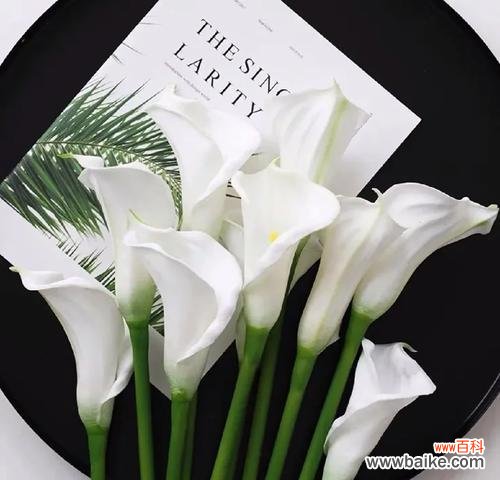 表达想要再见一面的花语有哪些?