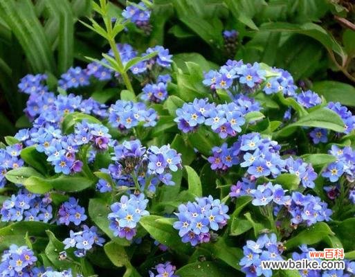 别生气的花语是什么花啊?哪种花能表达歉意?