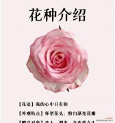 十五朵玫瑰花的花语和寓意是什么？