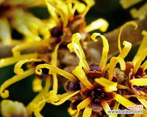 拼搏与希望在绽放,金缕梅的深意与启示 金缕梅的花语——勇敢面对困境,坚强追求美好