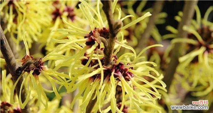 拼搏与希望在绽放,金缕梅的深意与启示 金缕梅的花语——勇敢面对困境,坚强追求美好