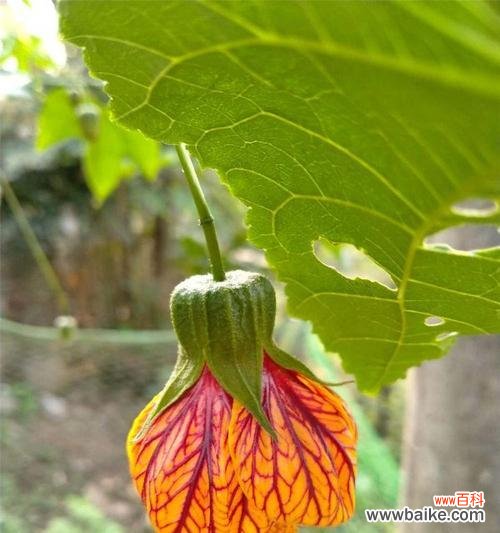 金铃花的美丽与象征 金铃花的花语与寓意