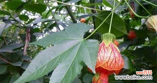 金铃花的美丽与象征 金铃花的花语与寓意