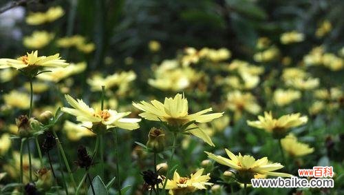 揭开金鸡菊的花语之谜,探寻花朵背后的情感与意义 金鸡菊花语之美——探索花卉语言的神秘世界