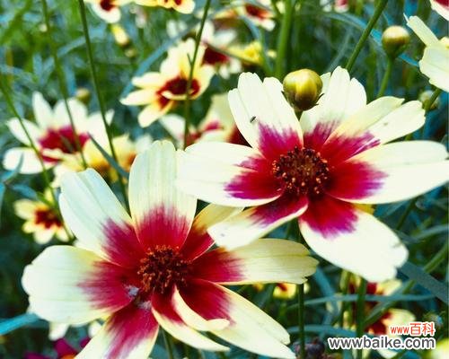 揭开金鸡菊的花语之谜,探寻花朵背后的情感与意义 金鸡菊花语之美——探索花卉语言的神秘世界