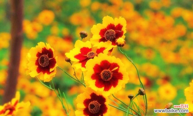 揭开金鸡菊的花语之谜,探寻花朵背后的情感与意义 金鸡菊花语之美——探索花卉语言的神秘世界