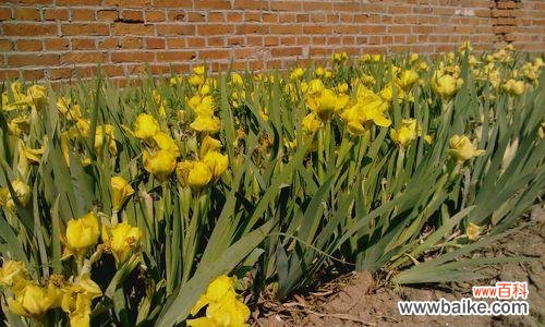 金娃娃萱草的花语及其象征意义 金娃娃萱草花语——传递幸福的微笑
