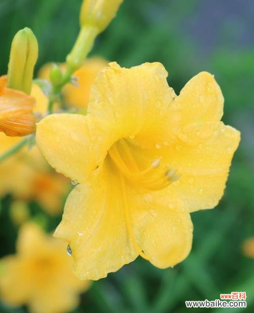 金娃娃萱草的花语及其象征意义 金娃娃萱草花语——传递幸福的微笑