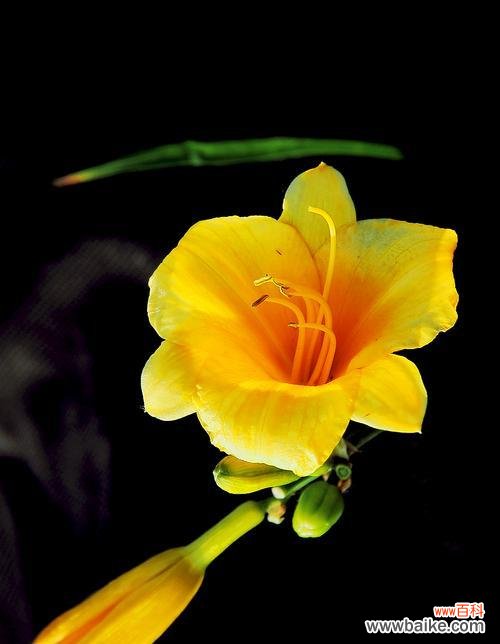 金娃娃萱草的花语及其象征意义 金娃娃萱草花语——传递幸福的微笑