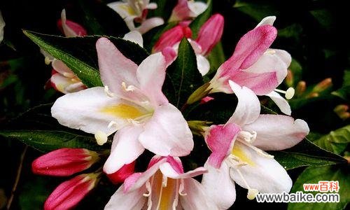 探寻锦带花的含义与象征,让花语传递真情 锦带花的花语与寓意