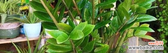 财富与自由的源泉-以金钱树为例探讨人们对于财富的追求 金钱树的象征意义及其启示