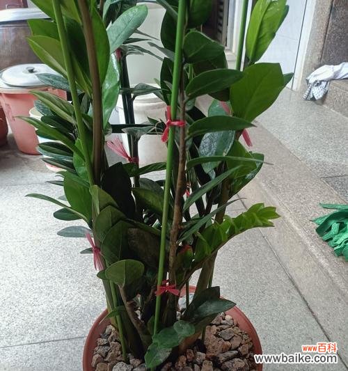 财富与自由的源泉-以金钱树为例探讨人们对于财富的追求 金钱树的象征意义及其启示