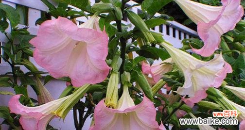 神秘而瑰丽,金色曼陀罗花的意义和传说 金色曼陀罗花