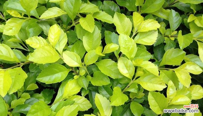 揭示金叶女贞的深层内涵及其对人们生活的影响 金叶女贞的象征意义与美学价值