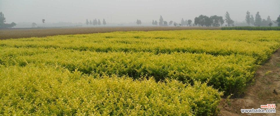 揭示金叶女贞的深层内涵及其对人们生活的影响 金叶女贞的象征意义与美学价值