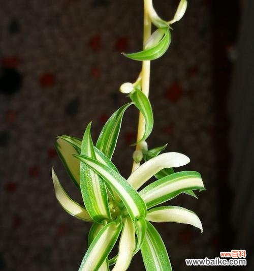 以金心吊兰寓意的深刻内涵和象征意义 金心吊兰