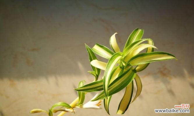 以金心吊兰寓意的深刻内涵和象征意义 金心吊兰