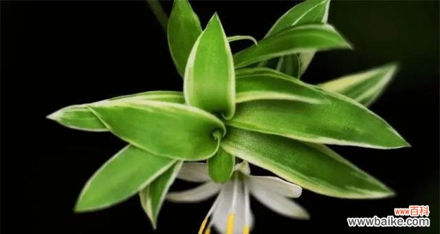 以金心吊兰寓意的深刻内涵和象征意义 金心吊兰