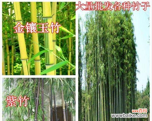 传承百年的中华文化瑰宝,金镶玉竹子 金镶玉竹子的寓意及其传承