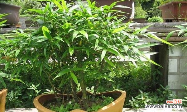 传承百年的中华文化瑰宝,金镶玉竹子 金镶玉竹子的寓意及其传承