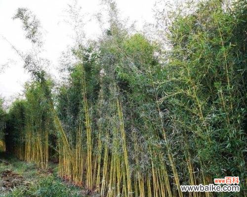 传承百年的中华文化瑰宝,金镶玉竹子 金镶玉竹子的寓意及其传承