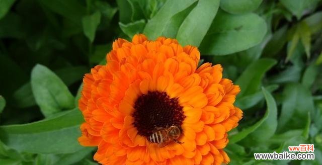 金盏花的神奇能力和文化象征 金盏花的花语与美丽之秘