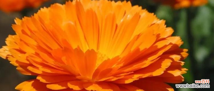 金盏花的神奇能力和文化象征 金盏花的花语与美丽之秘