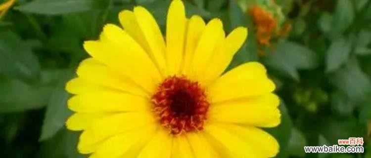 金盏花的神奇能力和文化象征 金盏花的花语与美丽之秘