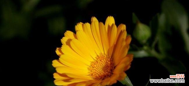 探索金盏花的花语与象征,分享它带来的正能量 金盏花花语之美丽与祝福