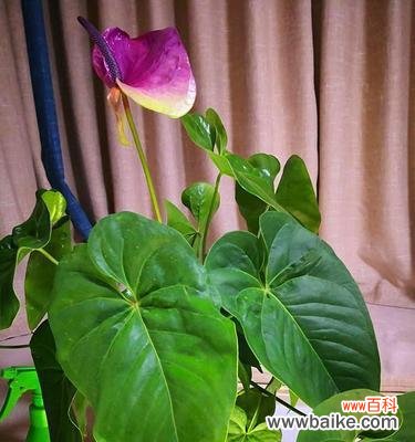 探索植物世界中象征诚信的品种 以代表诚信的植物为主题的文章